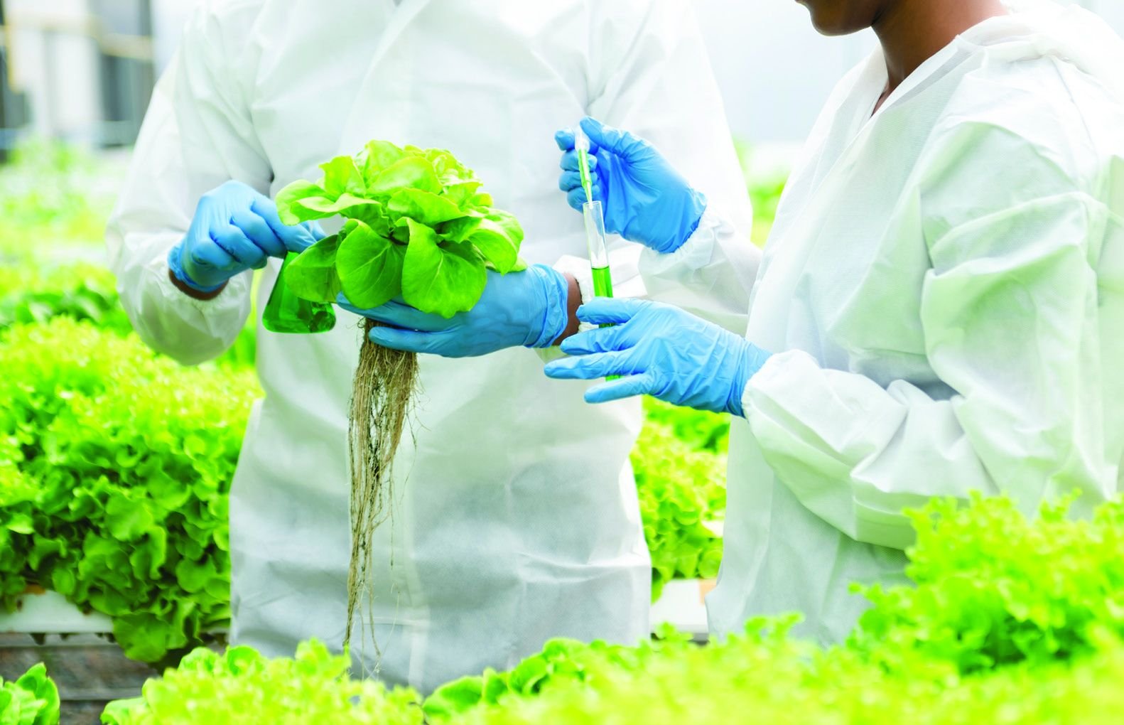 RAMCO scientists examining a healthy crop sample